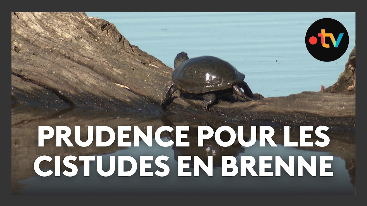Printemps en Brenne : le réveil des cistudes 🐢