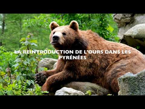 La réintroduction de l'ours dans les Pyrénées