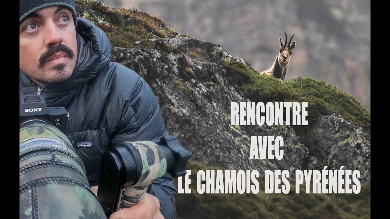 #VLOG PHOTO ANIMALIÈRE / Je rencontre un ISARD dans les Pyrénées / Parc national des Pyrénées