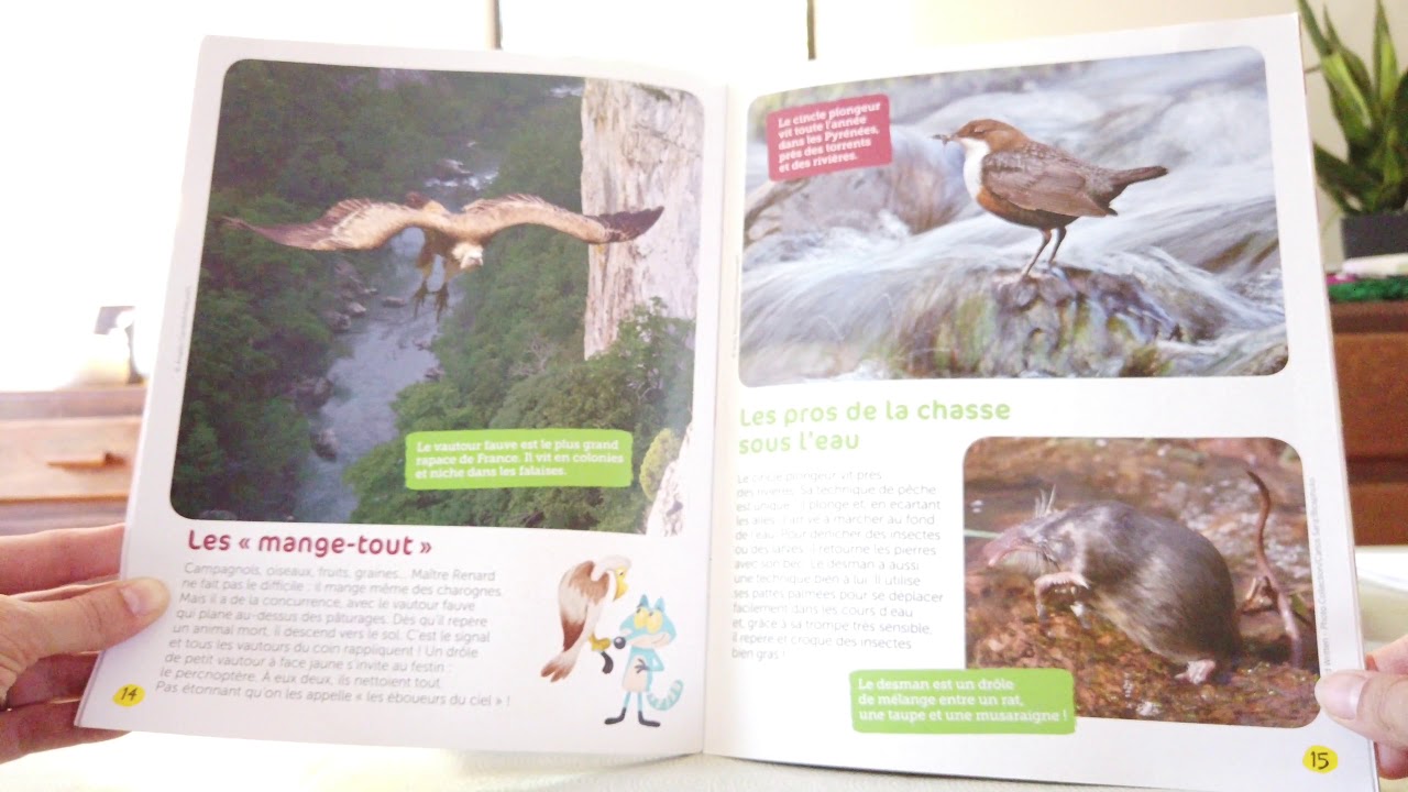 lecture du magazine Wakou, l'ours roi des Pyrénées.